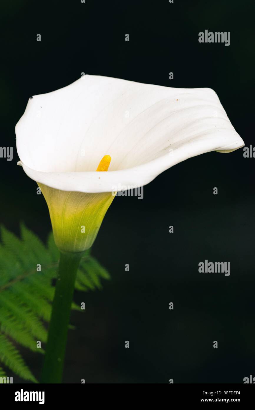 Eine auffällige Nahaufnahme einer weißen Calla Lily (Zantedeschia aethiopica) mit einem leuchtend gelben Spadix. Die Blume steht vor einem dunklen, stimmungsvollen Hintergras Stockfoto