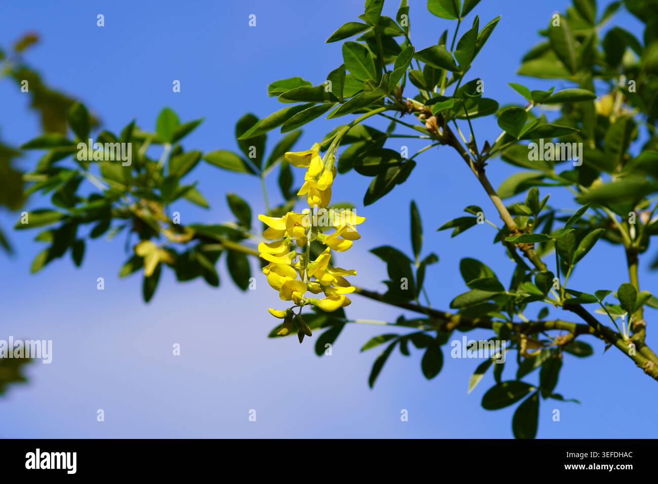 Laburnum anagyroides (syn. Cytisus laburnum), das gemeinsame Laburnum, goldene Kette oder goldener Regen. Hängende Razeme mit gelben Blüten. Familie Fabaceae, Stockfoto