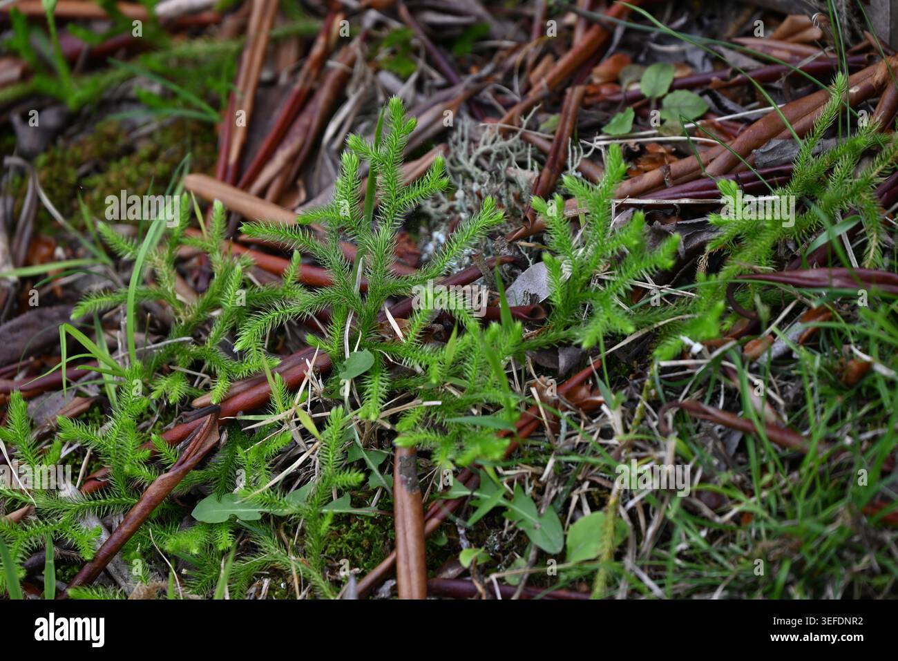 Clubmoos (Lycopodium clavatum) ist ein pinselartiger, kriechender immergrüner Farn, eine primitive Pflanze mit medizinischen Eigenschaften. Stockfoto