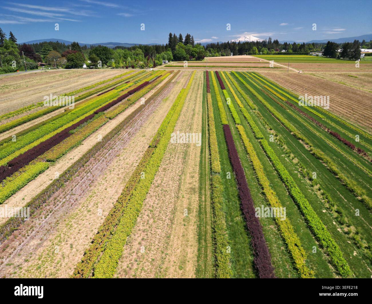 Blick auf Baumschulen, die auf einem Bauernhof im Willamette Valley mit Mt. Kapuze in der Entfernung sichtbar Stockfoto