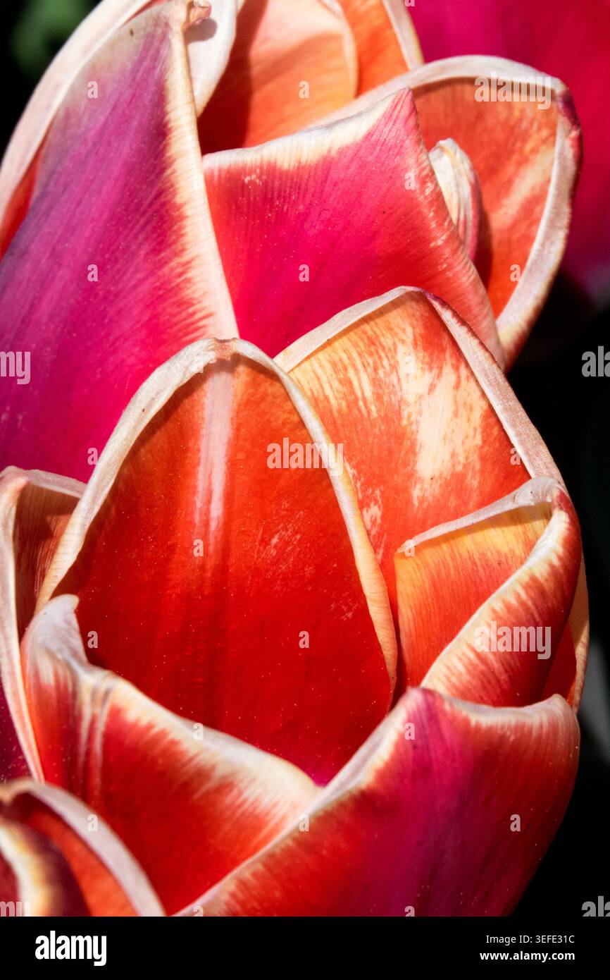Rote und gelbe überlappende Blütenblätter von Darwin Hybrid Tulip Tulipa „Killerbody“ in einem Frühlingsgarten Stockfoto