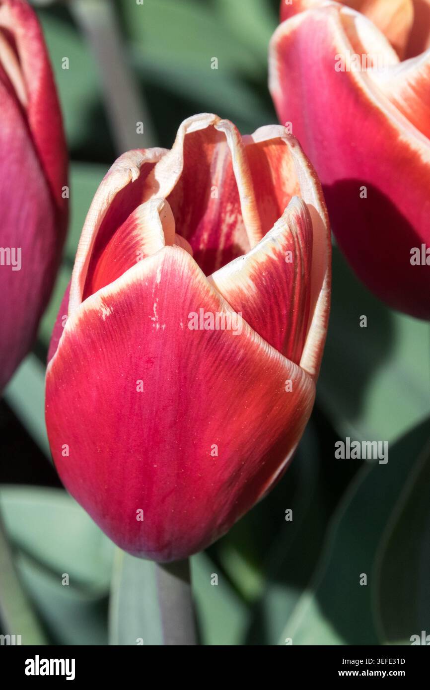 Rote und gelbe überlappende Blütenblätter von Darwin Hybrid Tulip Tulipa „Killerbody“ in einem Frühlingsgarten Stockfoto