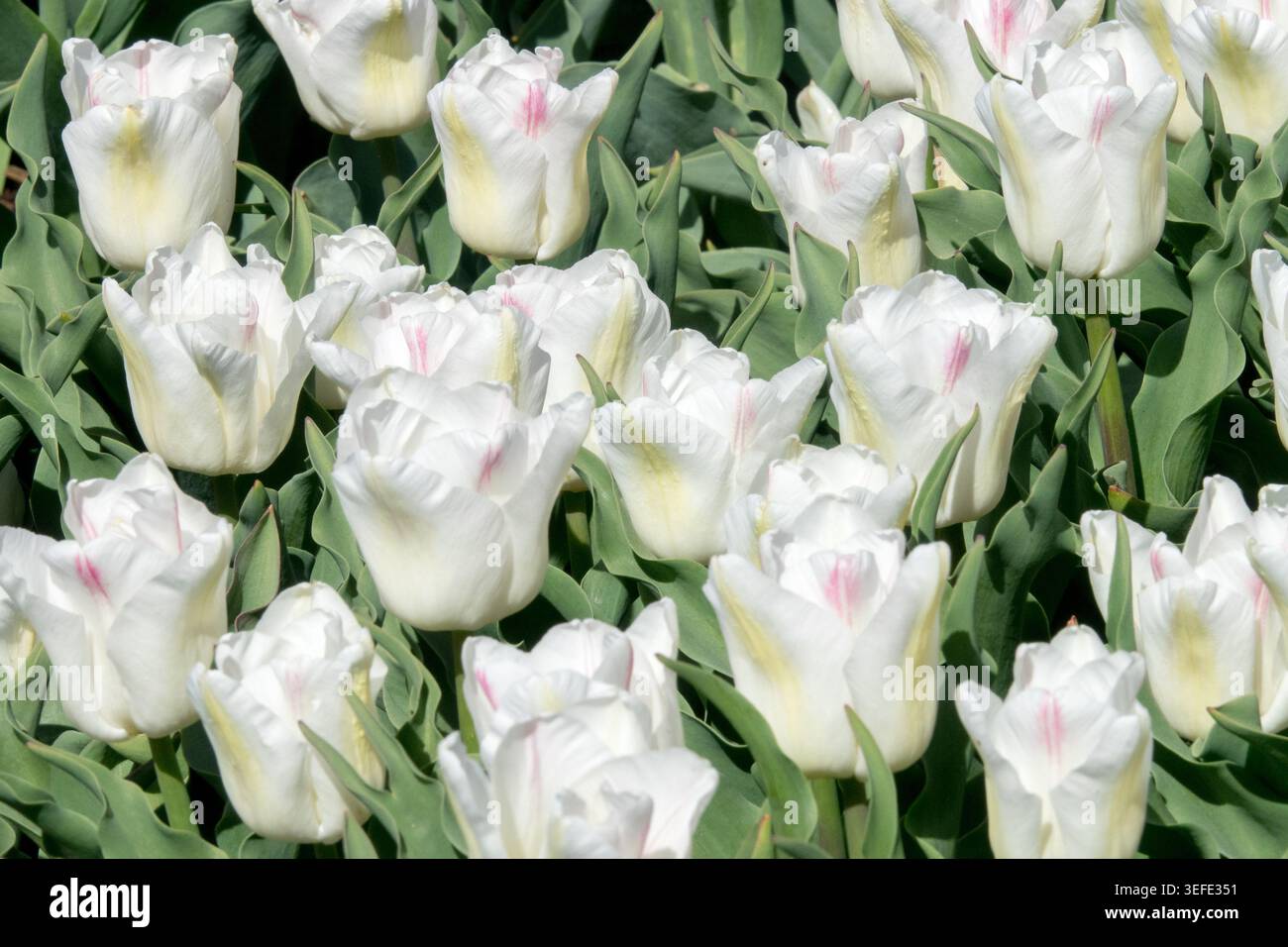 Weiß-rosa Blüten der Triumph Tulip Tulipa „Kyoko Takahashi“ in einem Frühlingsgarten Stockfoto