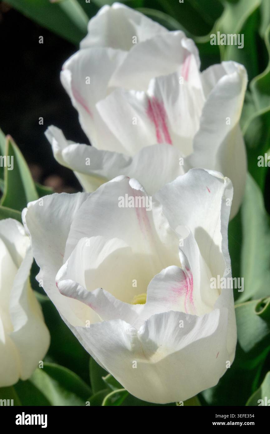 Weiß-rosa Blume der Triumph Tulip Tulipa „Kyoko Takahashi“ in einem Frühlingsgarten Stockfoto