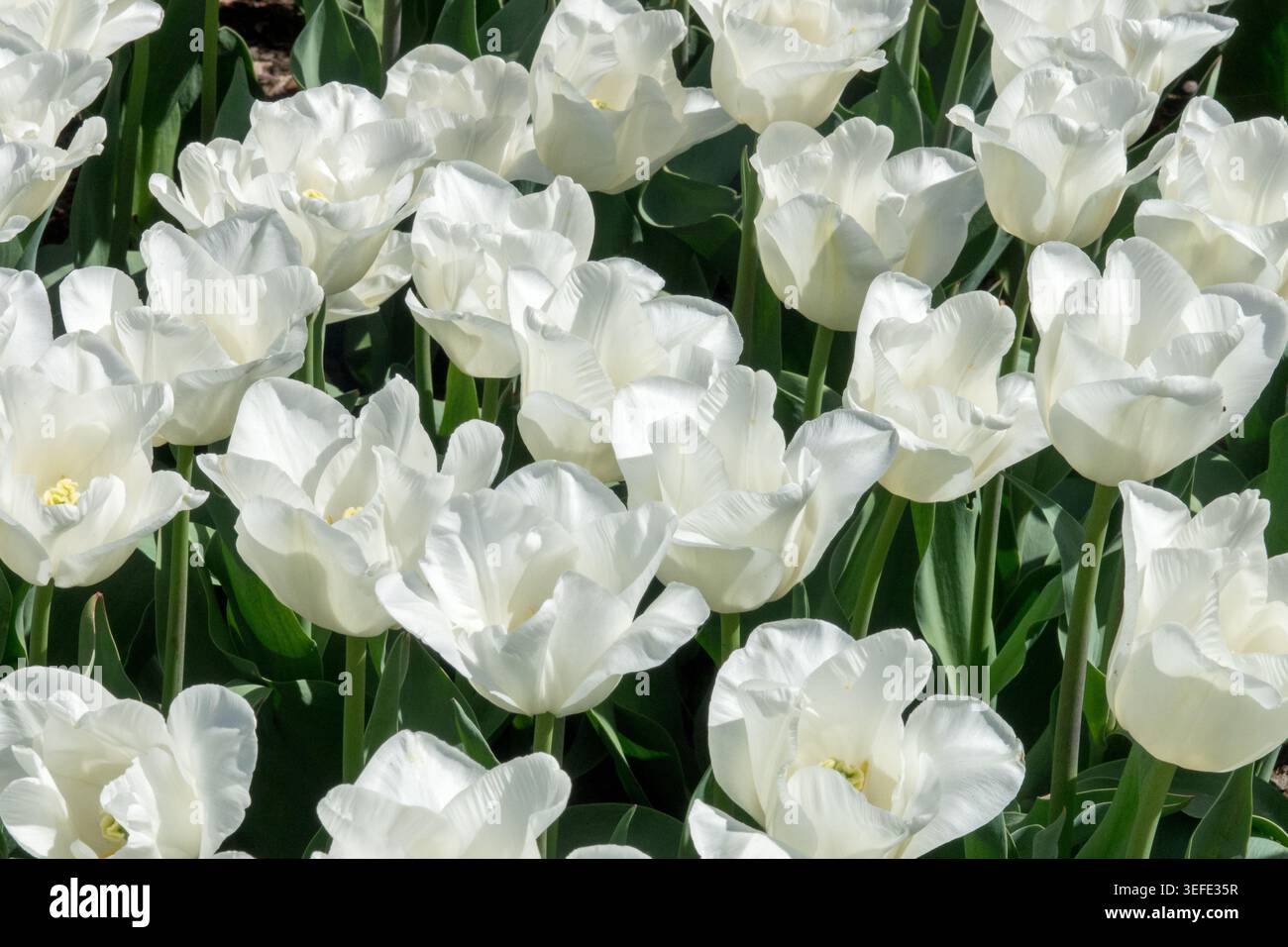 Weiße Blumen der Darwin Hybrid Tulipa „Darwisnow“ in einem Frühlingsgarten Stockfoto