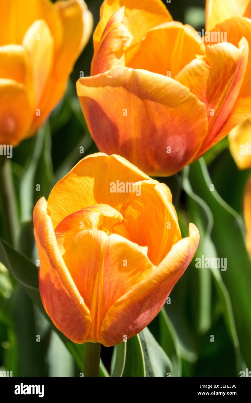 Aprikosenorange und gelbe Blüten von Triumph Tulip Tulipa 'Bellville' in einem Frühlingsgarten Stockfoto