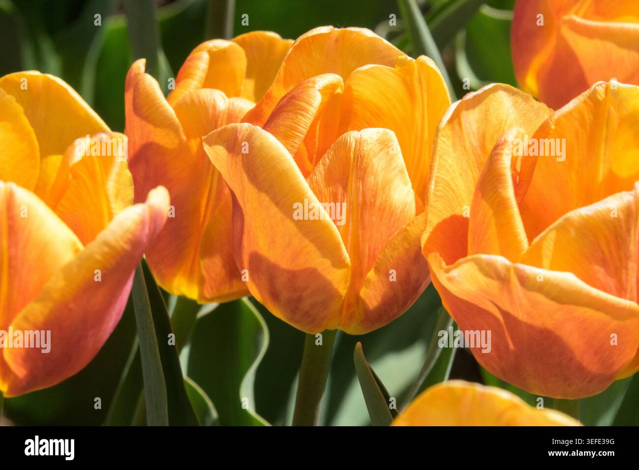 Aprikosenorange und gelbe Blüten von Triumph Tulip Tulipa 'Bellville' in einem Frühlingsgarten Stockfoto