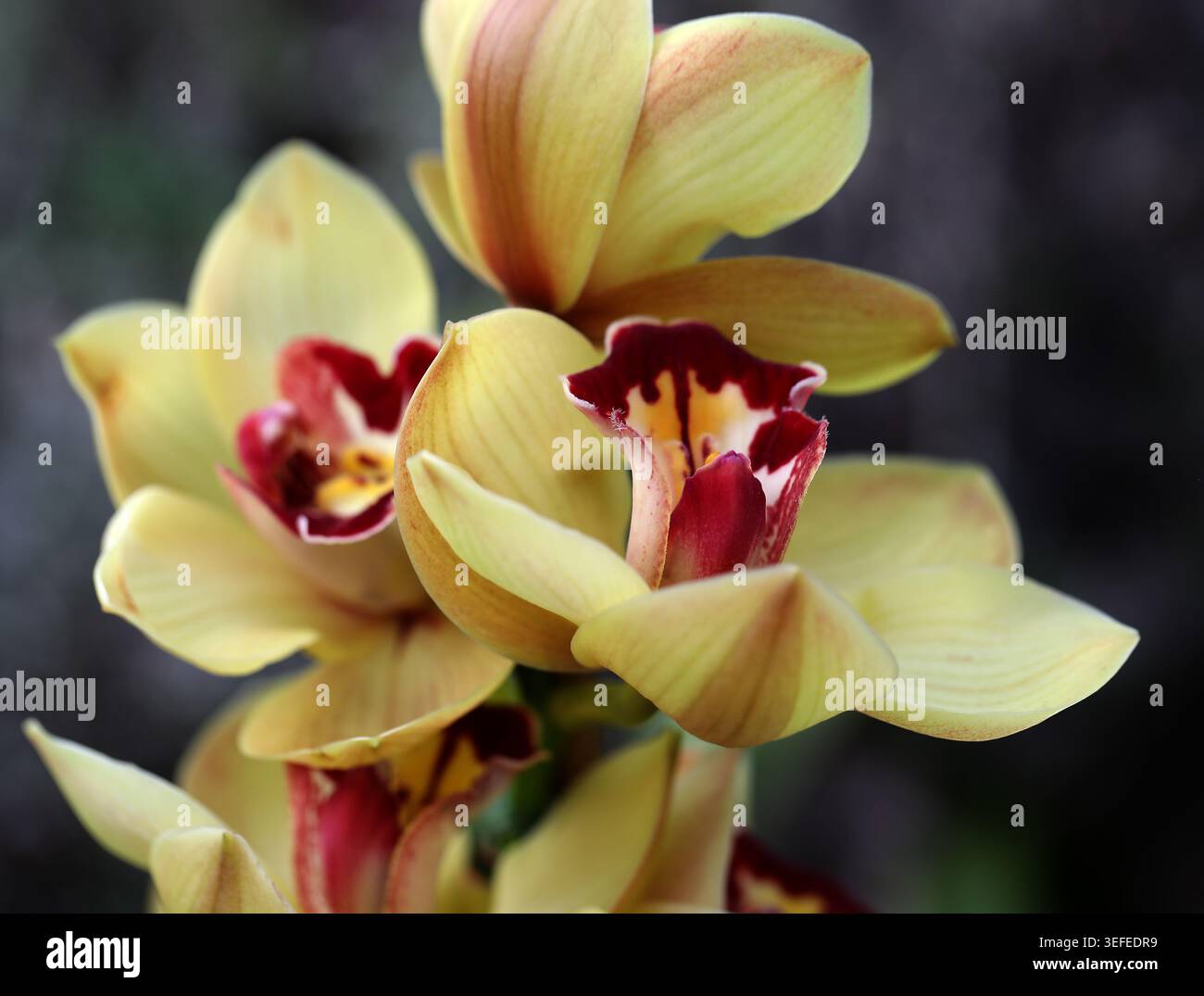 Rote und gelbe ZierOrchideenblume, Orchideencymbidium Hybrid, Orchidaceae. Asien. Stockfoto