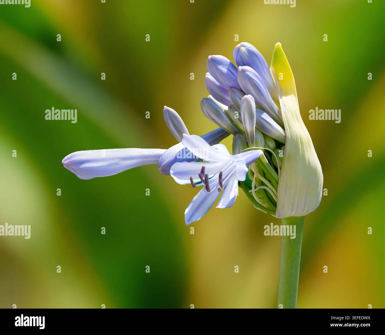 Nahaufnahme der Öffnung der Agapanthus-Blume bei erstem Öffnen in natürlichem Licht Stockfoto
