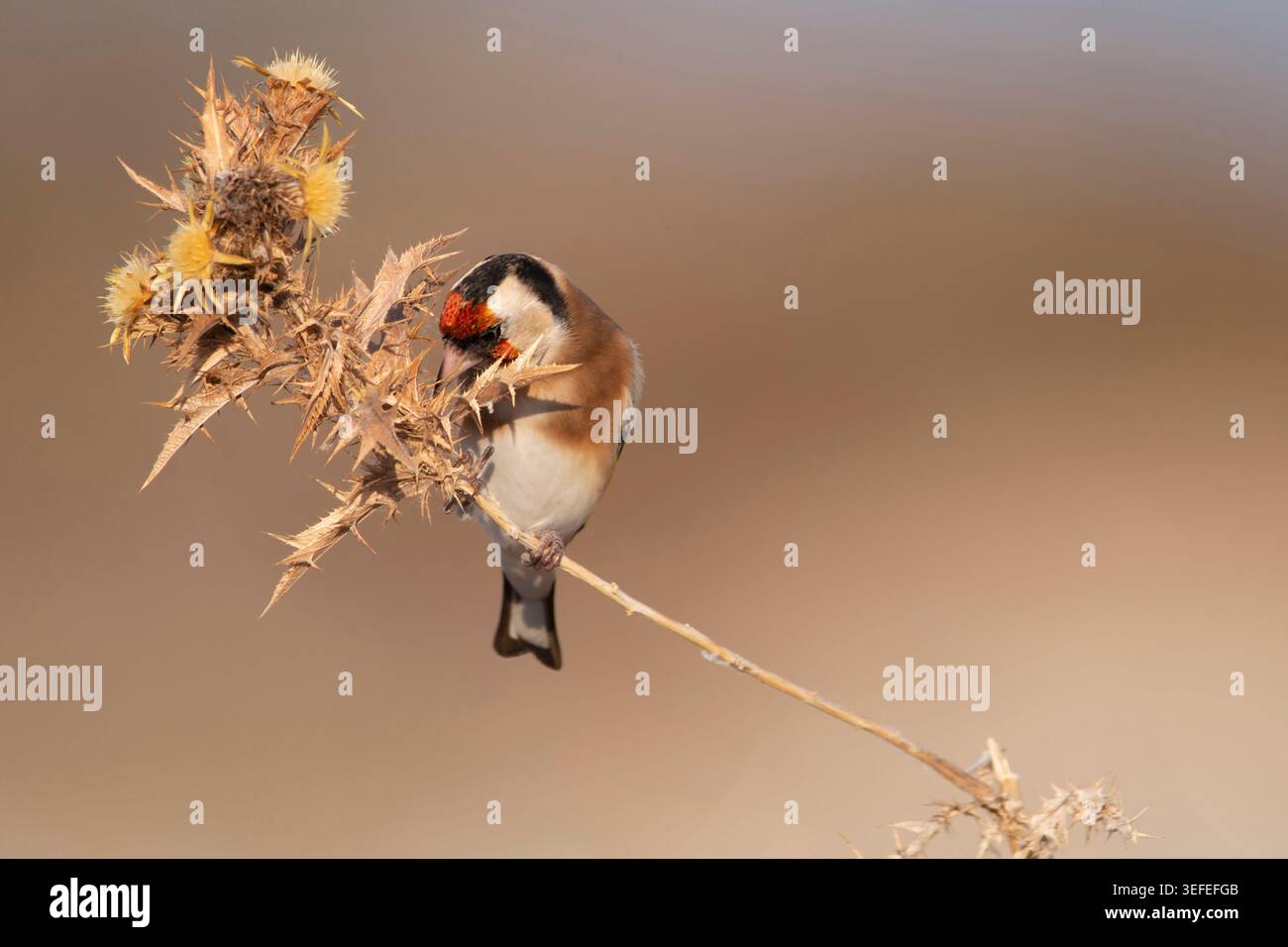 Europäischer Goldfink (Carduelis carduelis) auf trockener Distelfütterung mit weichem, verschwommenem Hintergrund. Farbenfroher europäischer singvogel in natürlicher Umgebung. Stockfoto