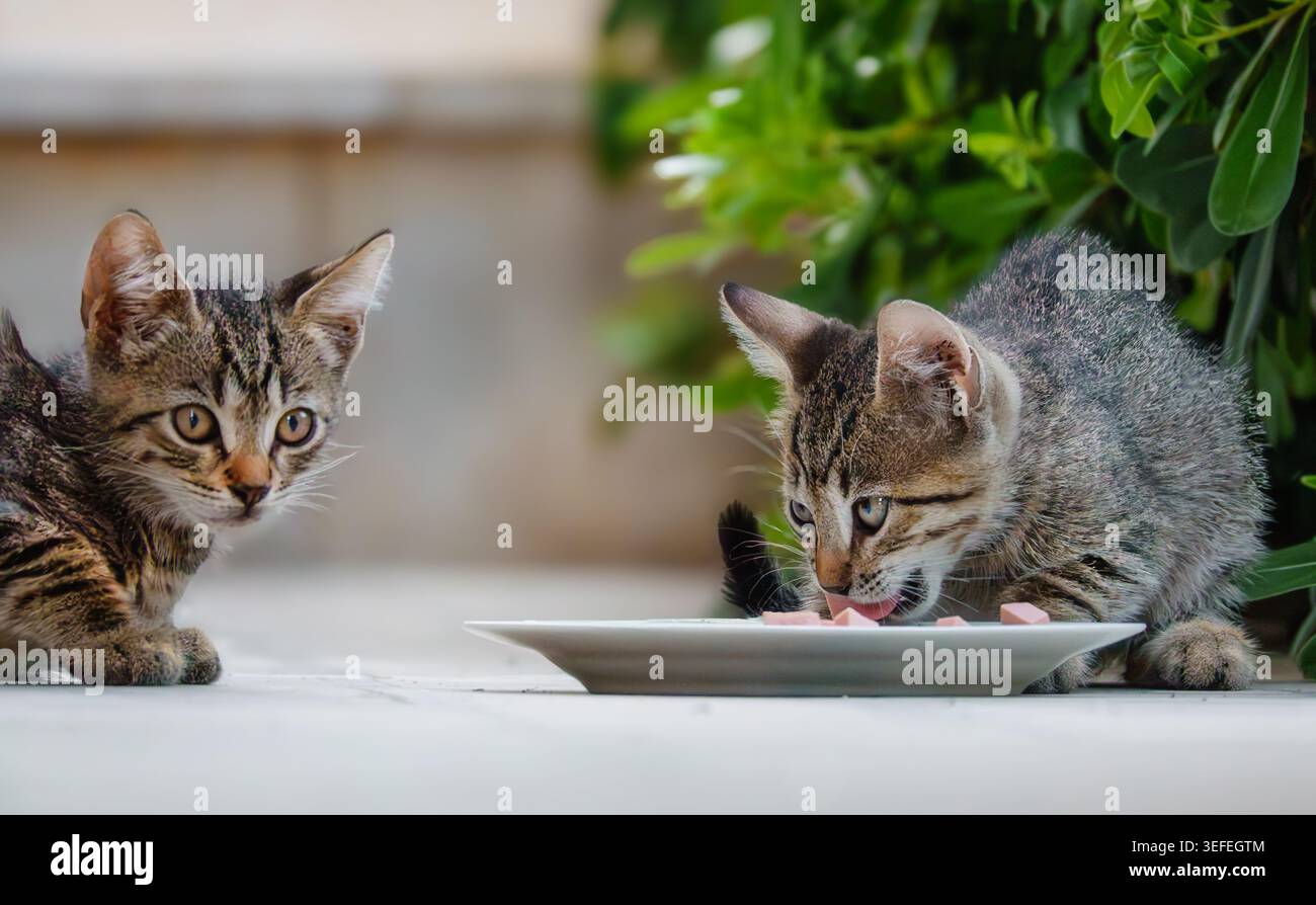 Kleine Straßenkatzen essen Stockfoto