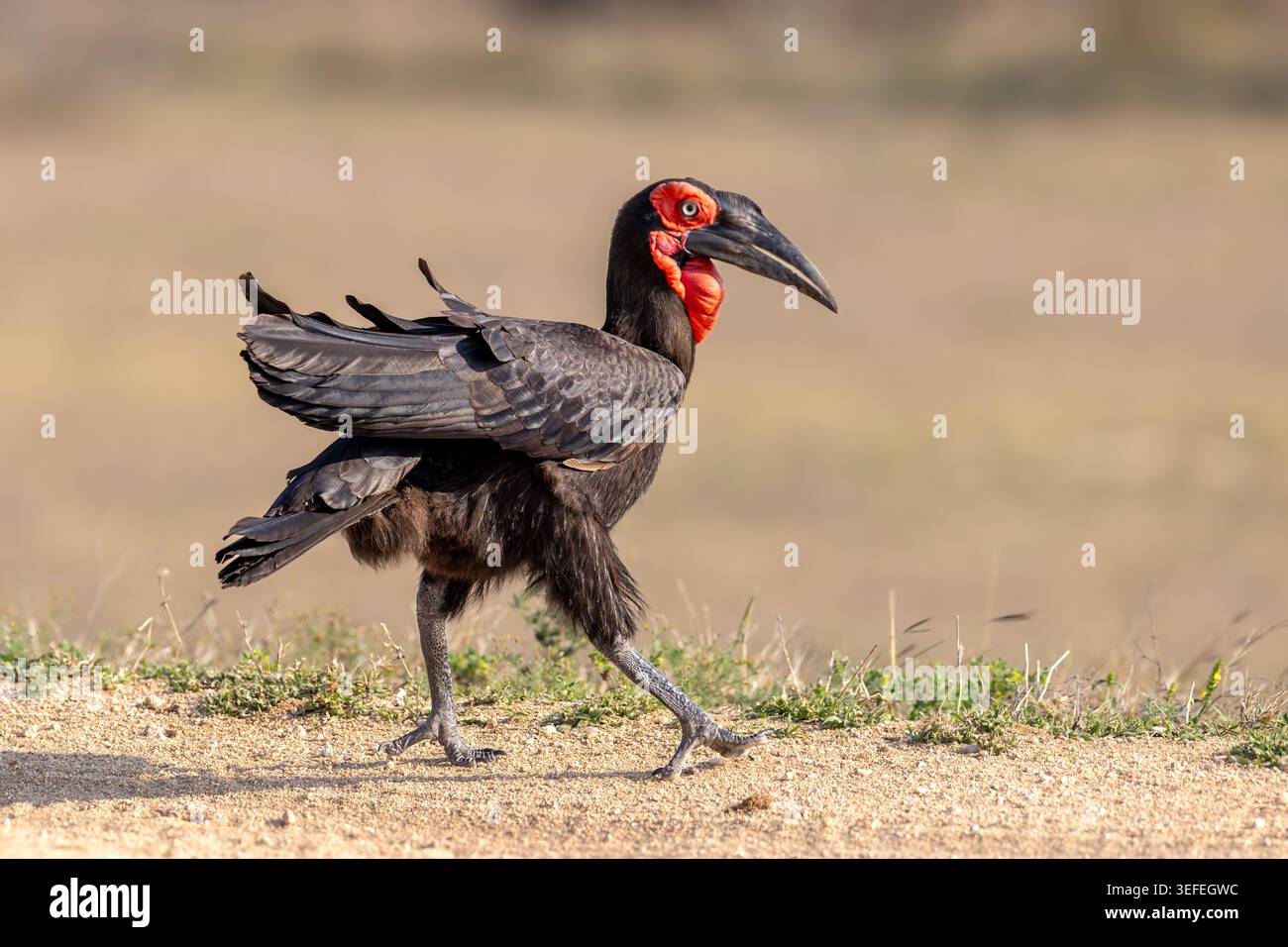 Ein südlicher Bodenhornschnabel (Bucorvus leadbeateri), der durch das Gras geht und seinen roten Kehlbeutel und sein schwarzes Gefieder im MalaMala Game Reserve zeigt. Stockfoto