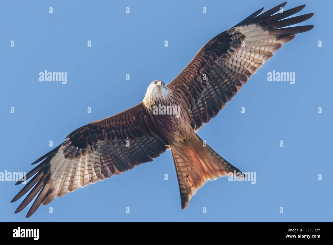 Ein Rotmilan im Flug Stockfoto