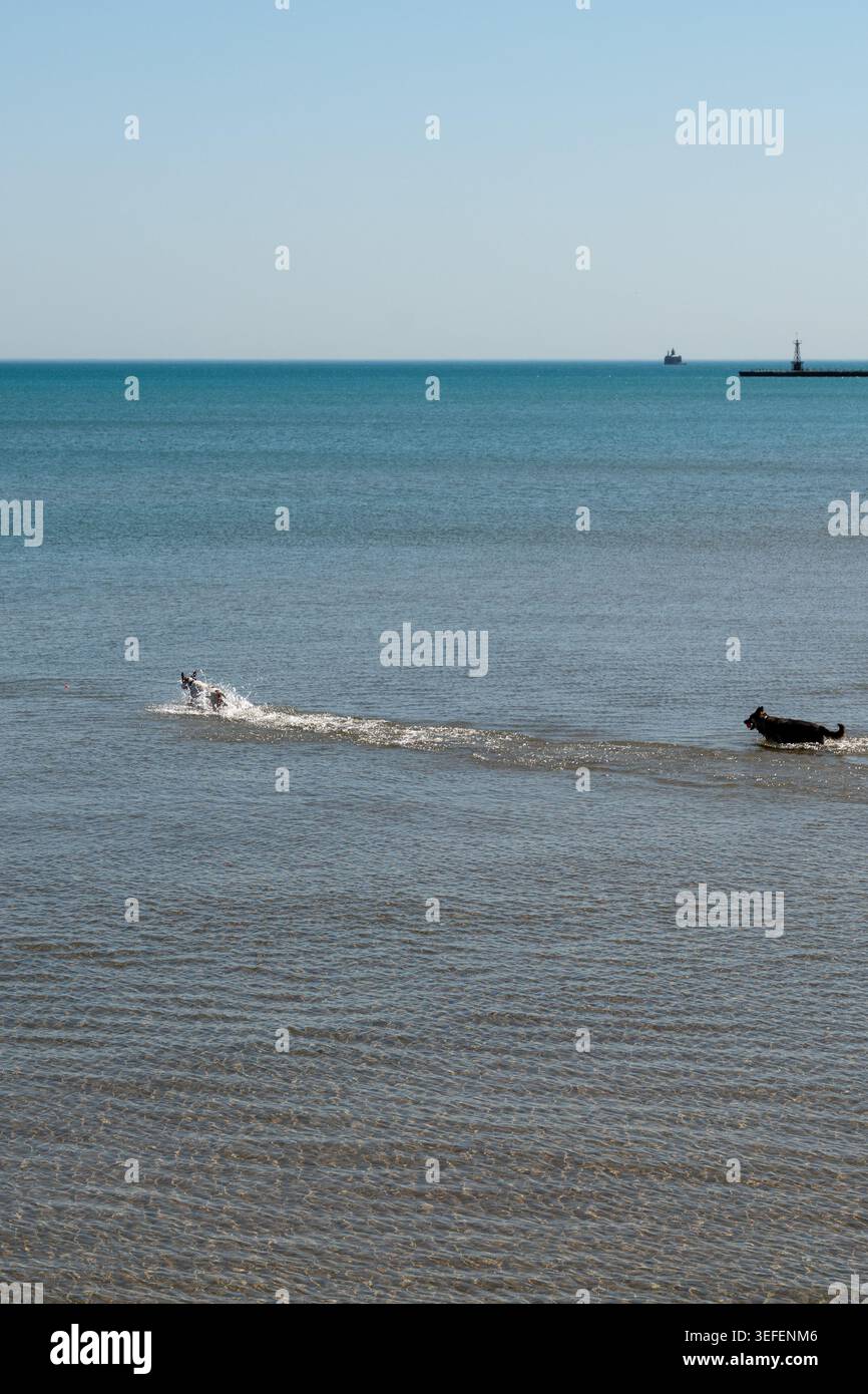 Vertikales Foto von Hunden, die im Meer laufen und einem Spielzeug nachjagen, mit verspielter Aktivität und freudiger Interaktion im Wasser Stockfoto