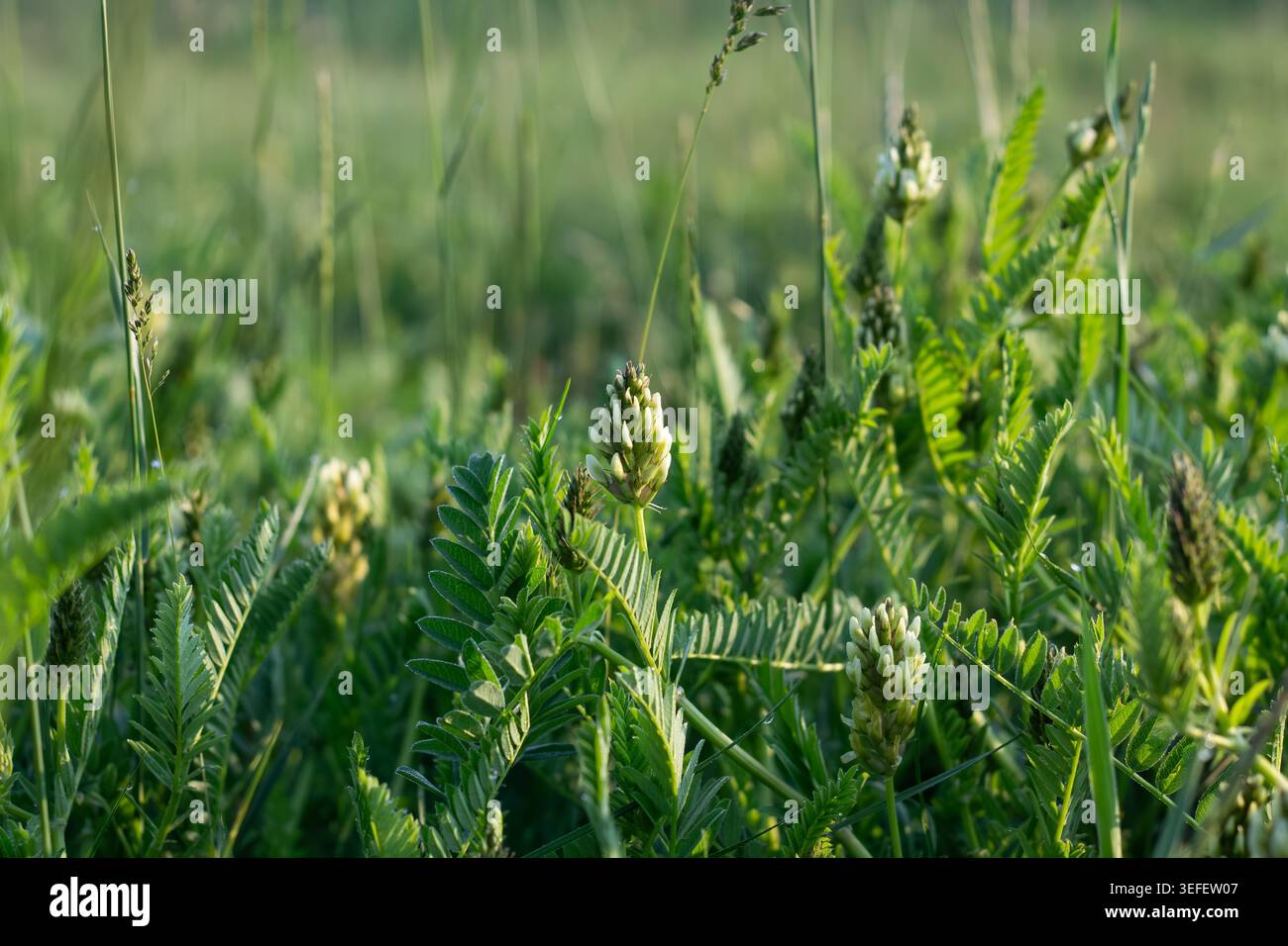 Die Kichererbsen-Milkvetch Beginnt Am Sommermorgen Zu Blühen Stockfoto
