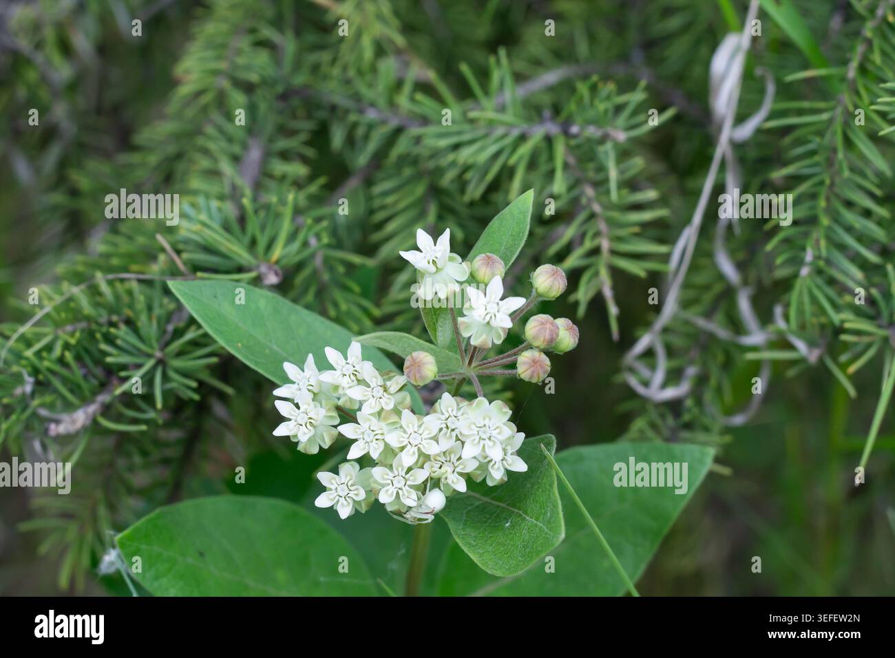 Oval-blättrige Milkweed und versteckte Goldenrod-Krabbenspinne Stockfoto