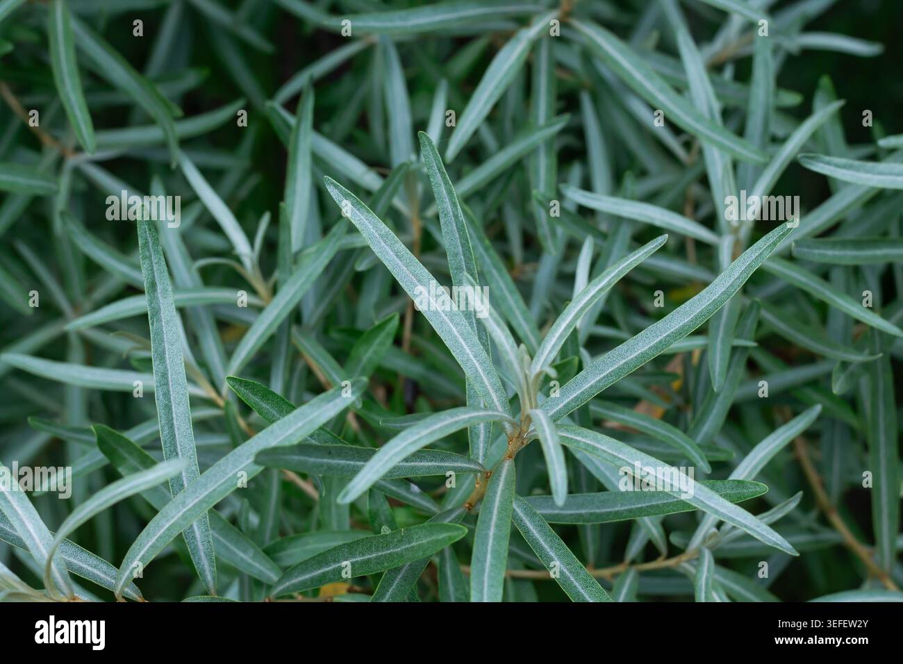 Wunderschönes Silbriges Grünes Laub Des Sanddorns Stockfoto