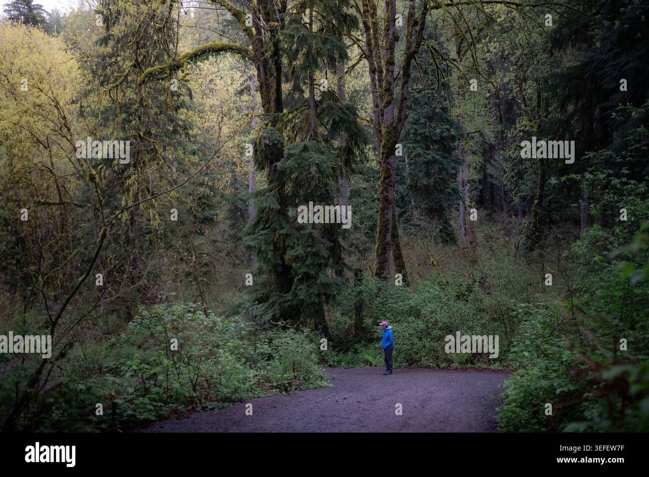 Person, die durch üppig grüne Waldwege mit moosbedeckten Bäumen läuft Stockfoto