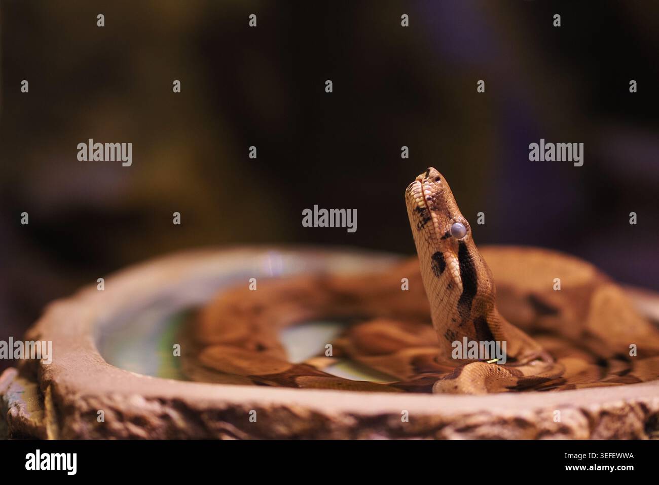 Schlange erhebt sich in einer kleinen Schüssel über Wasser Stockfoto