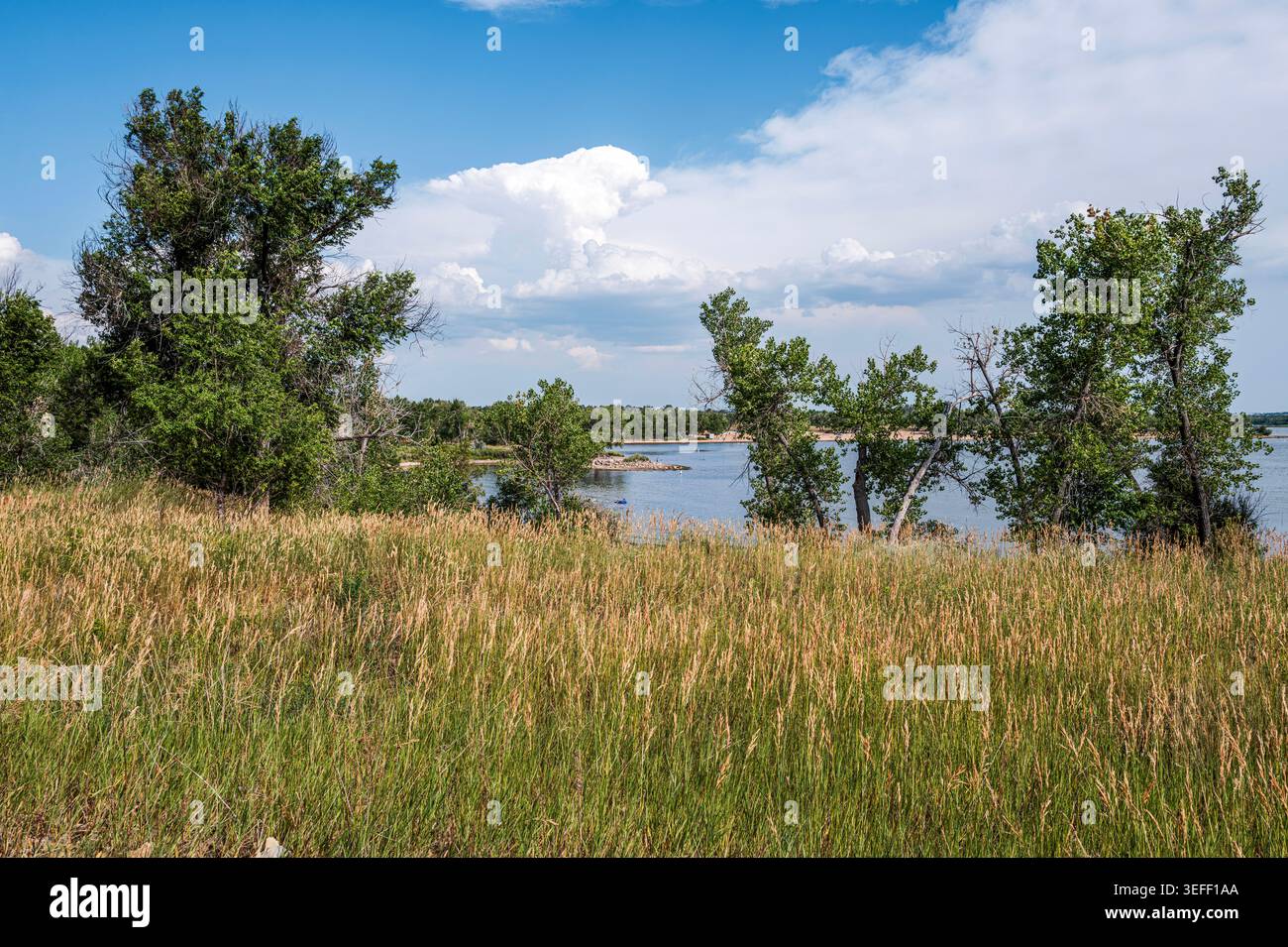 Ein Feld einheimischer Präriegäser mit Blick auf den großen See oder das Reservoir darunter im Cherry Creek State Park in Colorado. Stockfoto