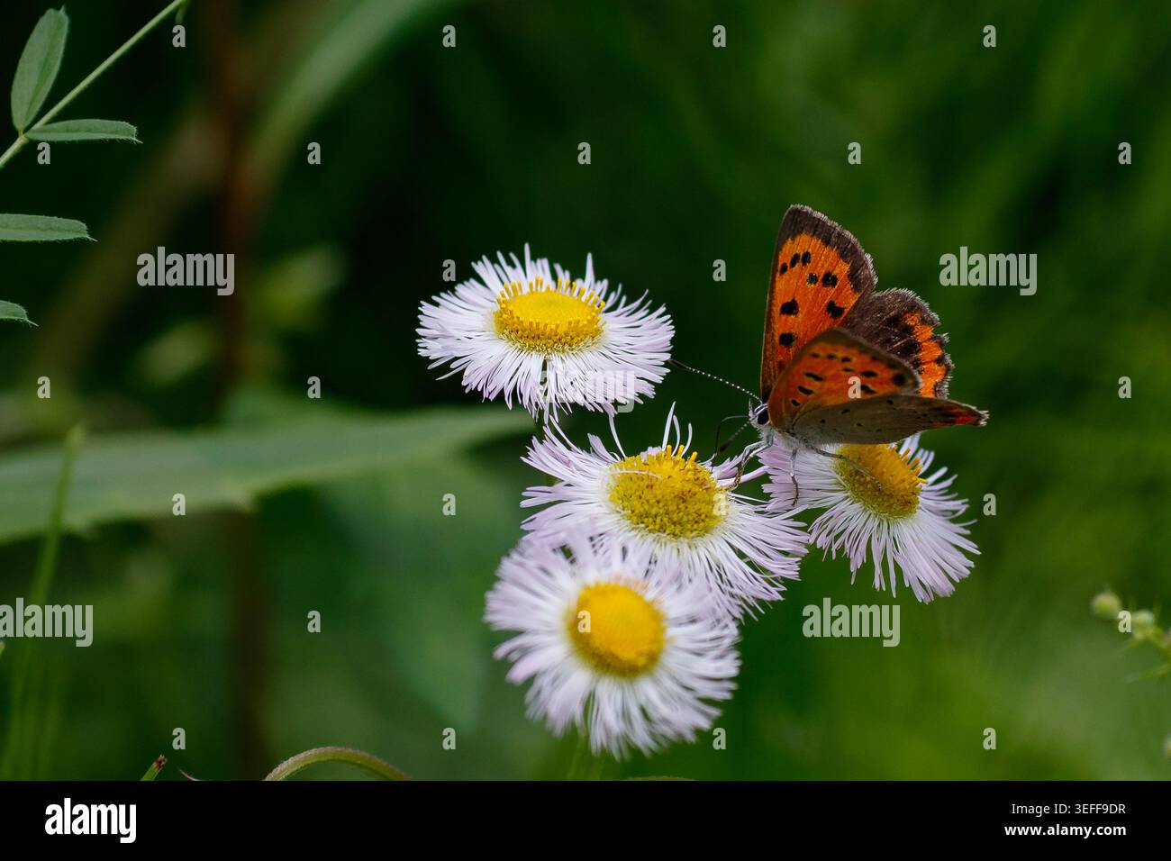 Ein kleiner Kupferschmetterling (Lycaena phlaeas), auch bekannt als gewöhnliches Kupfer, auf einer gewöhnlichen fleabane-Blume in einem Park in Kanagawa, Japan. Stockfoto