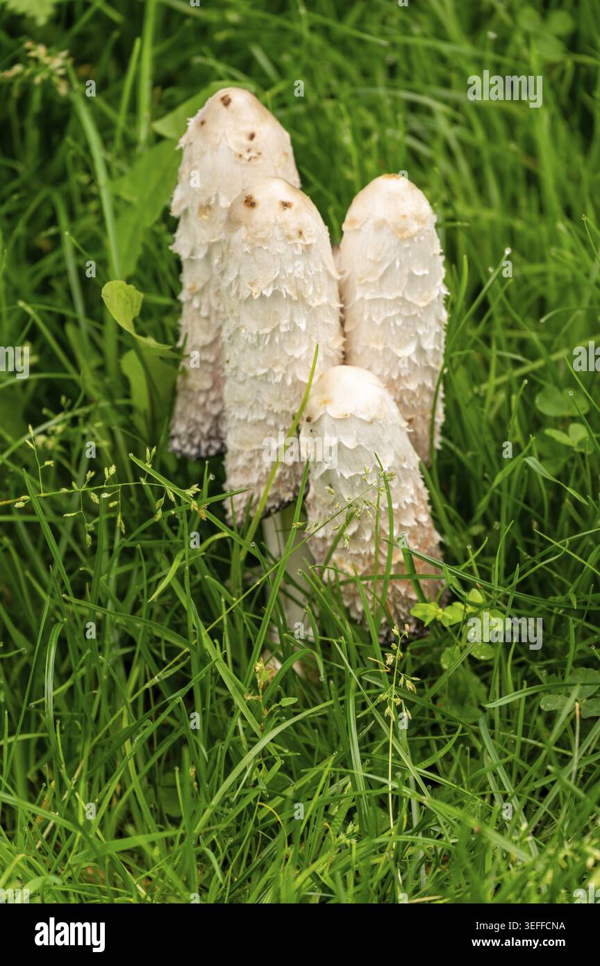 Drei Pilze stehen zusammen im grünen Gras an einem sonnigen Frühlingstag. Sie haben eine helle Farbe und zeigen Anzeichen von Wachstum, typisch für diese Zeit des Ja Stockfoto
