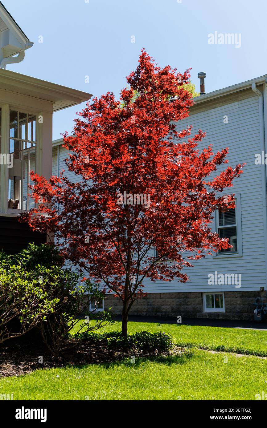 Ein roter Baum wächst neben einem weißen Haus. Der Himmel ist klar und blau. Das Gras ist grün und gut gepflegt. Die Szene ist hell und zeigt Zeichen des Frühlings. Stockfoto