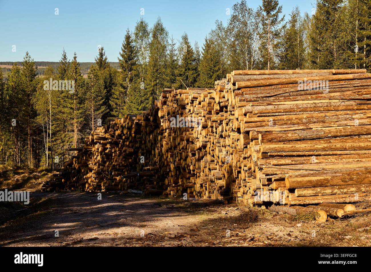 Kahlschnitt-Wald in Mittelschweden Stockfoto