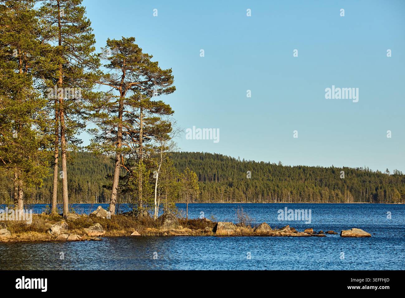Eine typisch schwedische Landschaft mit Bäumen um einen See an einem warmen, klaren Morgen Stockfoto