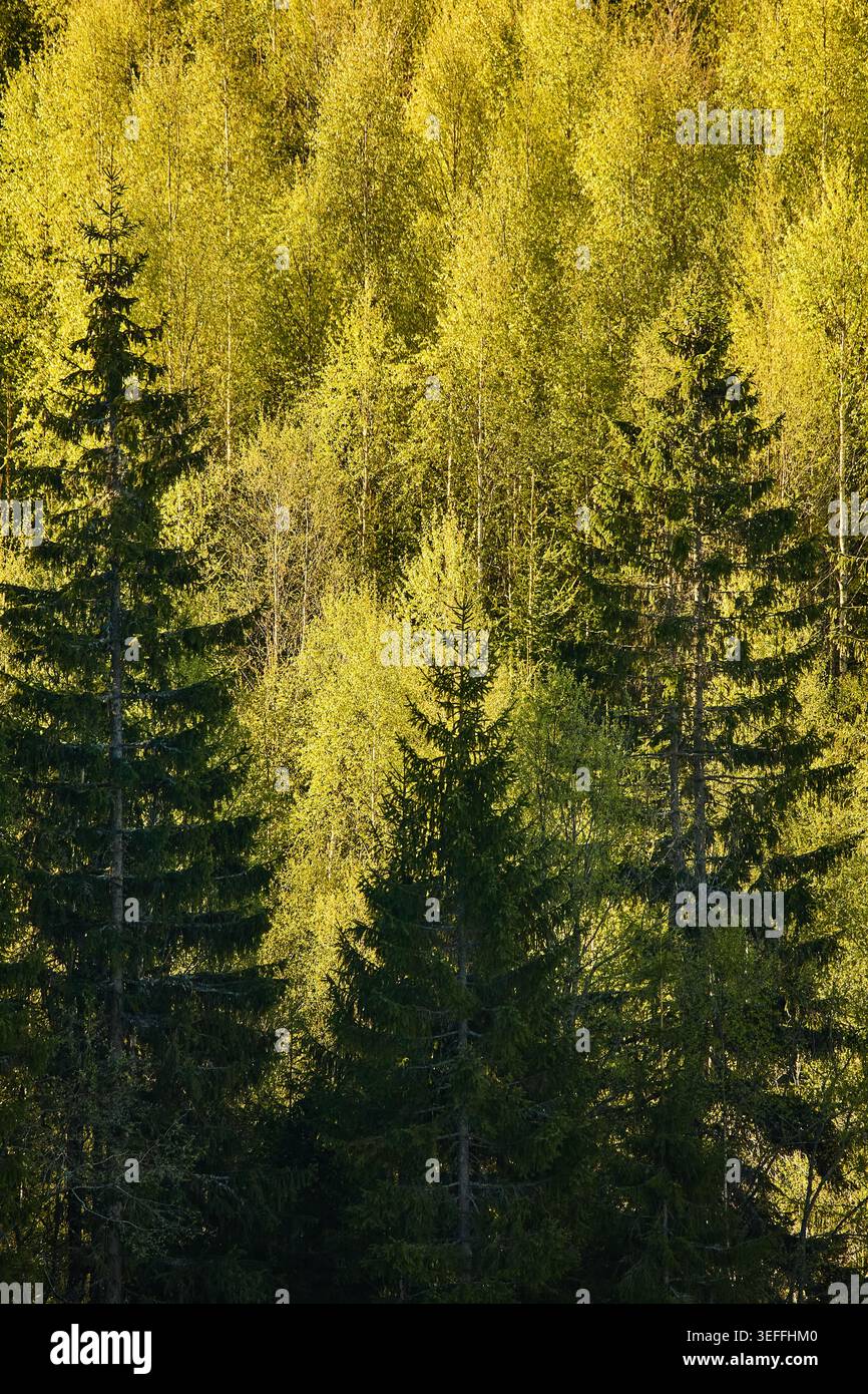 Das hellgrüne Frühlingswachstum steht im Kontrast zum dunkleren Grün älterer Kiefern in der schwedischen Landschaft Stockfoto