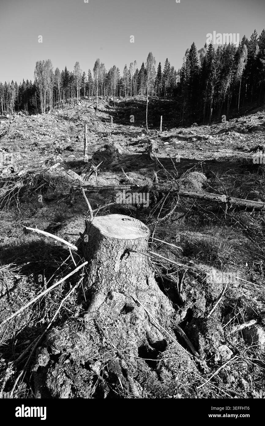 Kahlschnitt-Wald in Mittelschweden Stockfoto