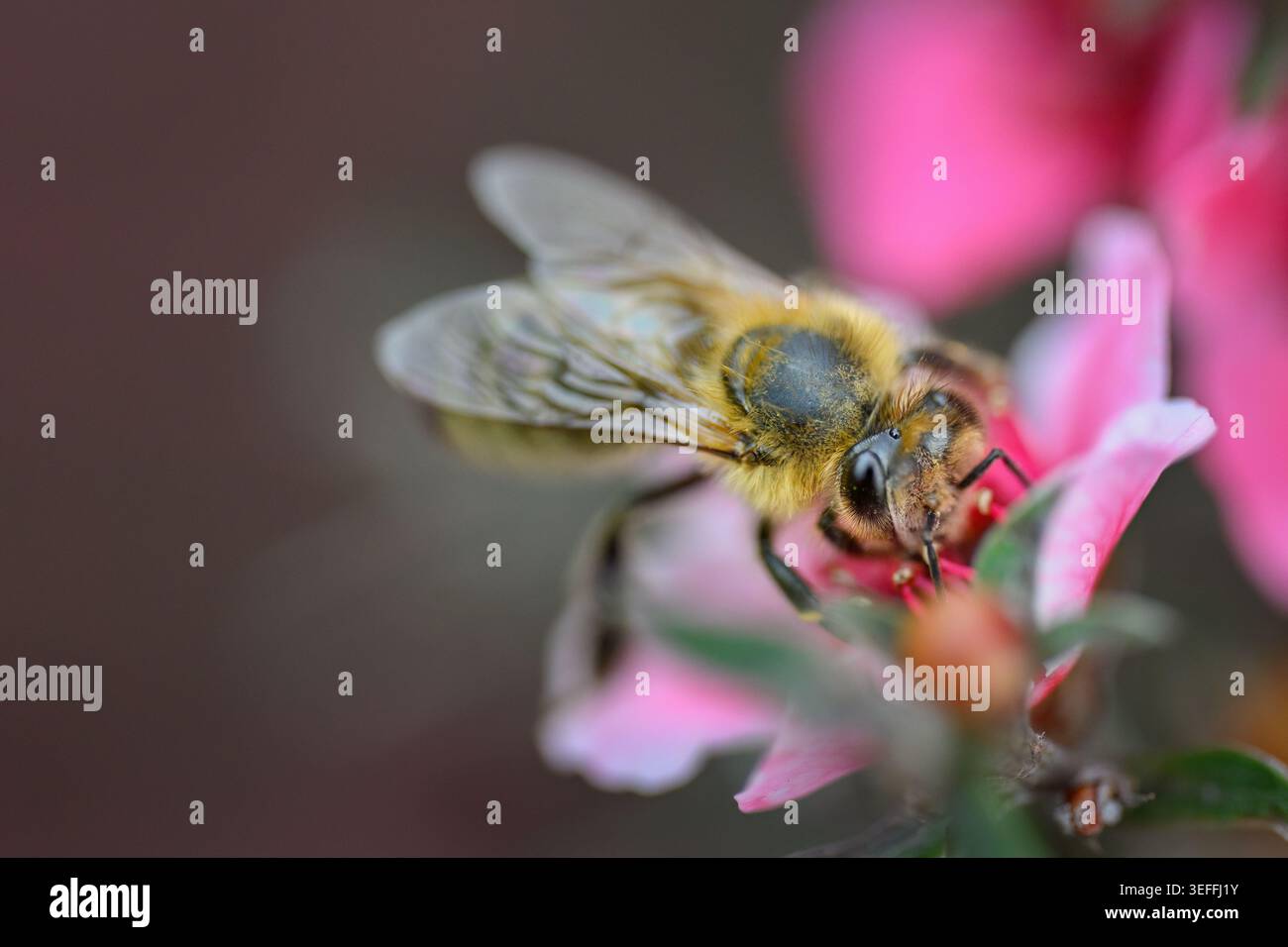 Honigbiene an manuka-Blüten (Leptospermum scoparium). Auckland. Neuseeland. Stockfoto