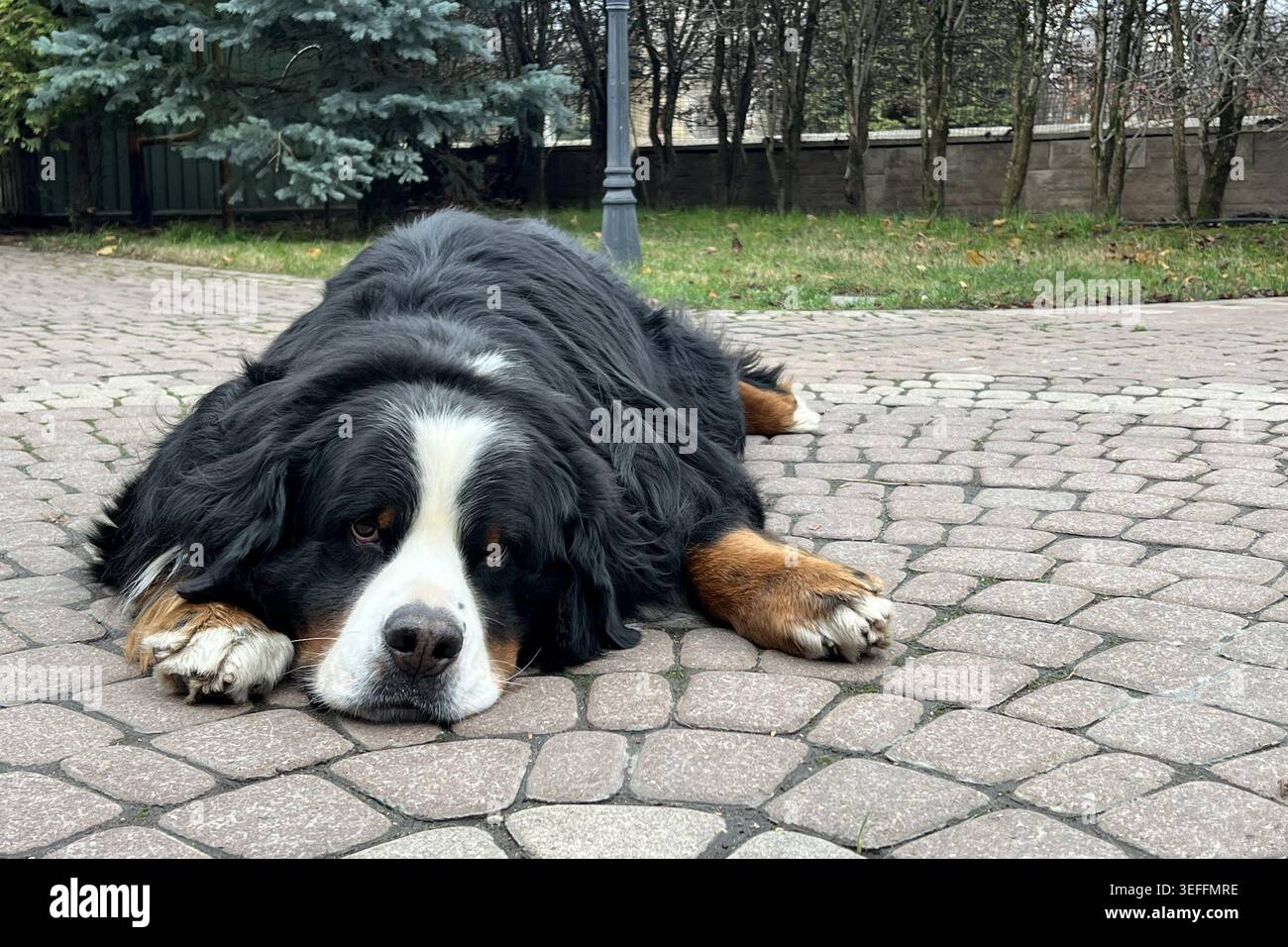 Berner Berghund, der sich auf Pflastersteinen im Freien entspannt Stockfoto