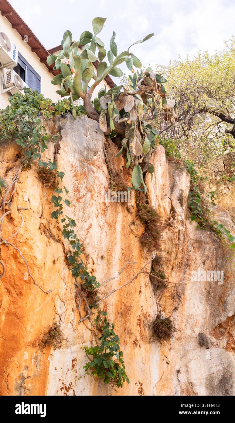 Kakteen- und Efeupflanzen gedeihen auf einer felsigen Klippe, wobei ein Gebäude teilweise im Hintergrund sichtbar ist. Die Klippe hat Erdtöne und Texturen, Stockfoto