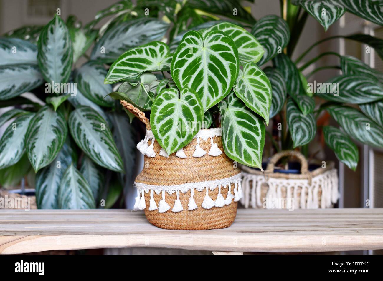 Schöne exotische „Silver Blush Anthurium Crystallinum“ Zimmerpflanze mit schönem Spitzenmuster im urbanen Dschungel-Wohnzimmer mit vielen Pflanzen Stockfoto