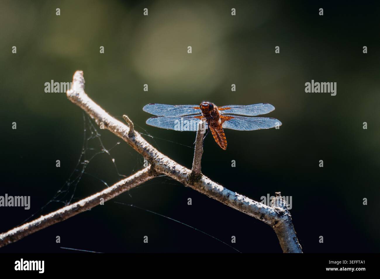 Eine Libelle (Anisoptera) sitzt auf einem kleinen Zweig im Sonnenlicht. Seine durchscheinenden Flügel breiten sich horizontal aus, während sie ruhen. Stockfoto