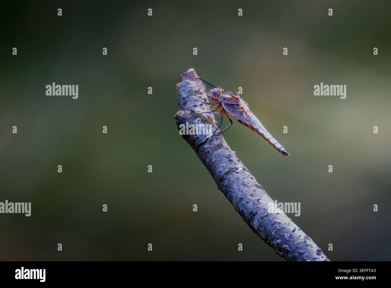 Eine Libelle (Sympetrum) liegt auf der Spitze eines trockenen Holzzweigs. Das Insekt hält seine Flügel still, während es auf dem Stuhl steht. Stockfoto