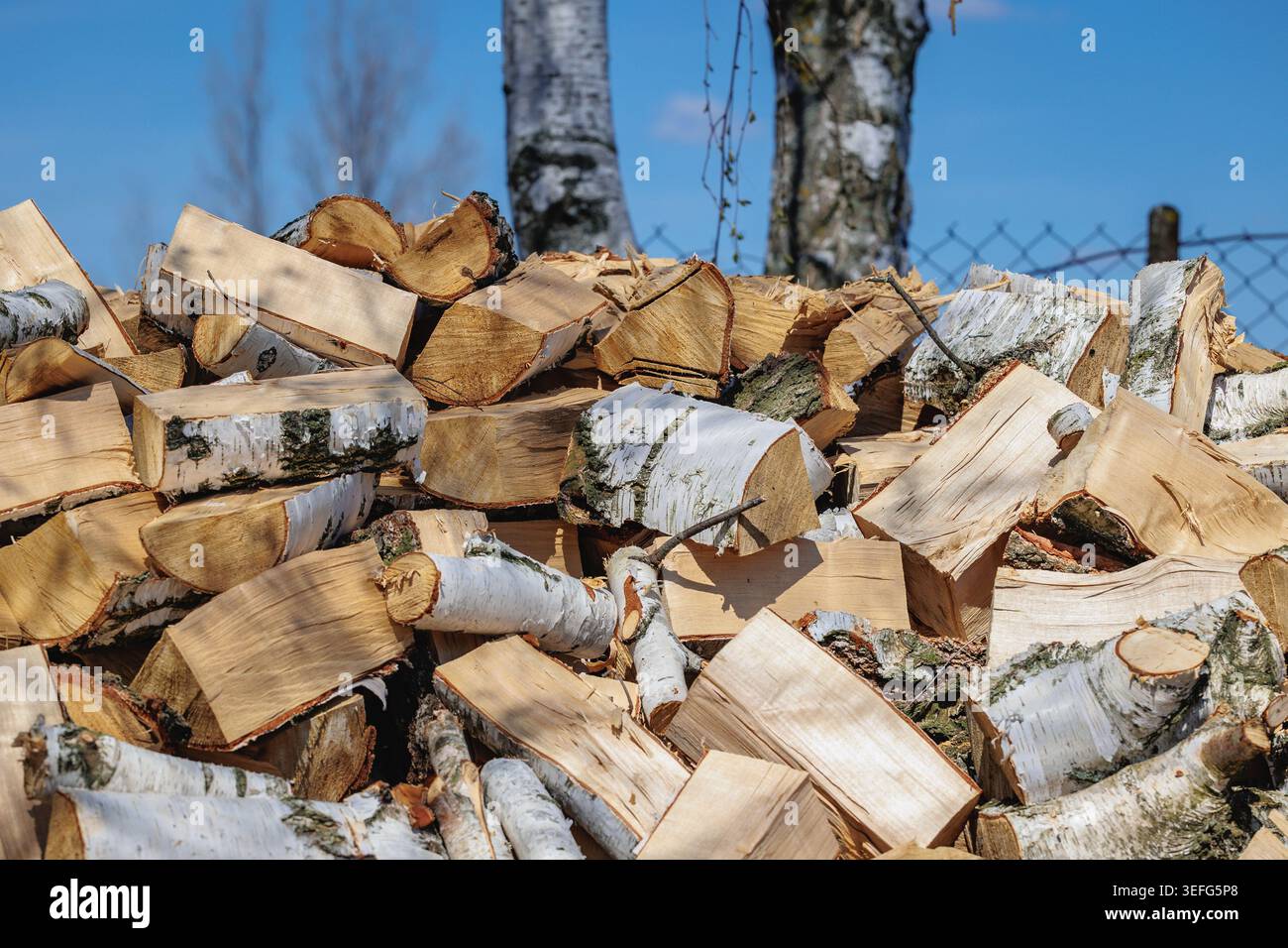 Haufen gehackter Birkenstämme mit weißer Rinde zum Erwärmen im Winter Stockfoto