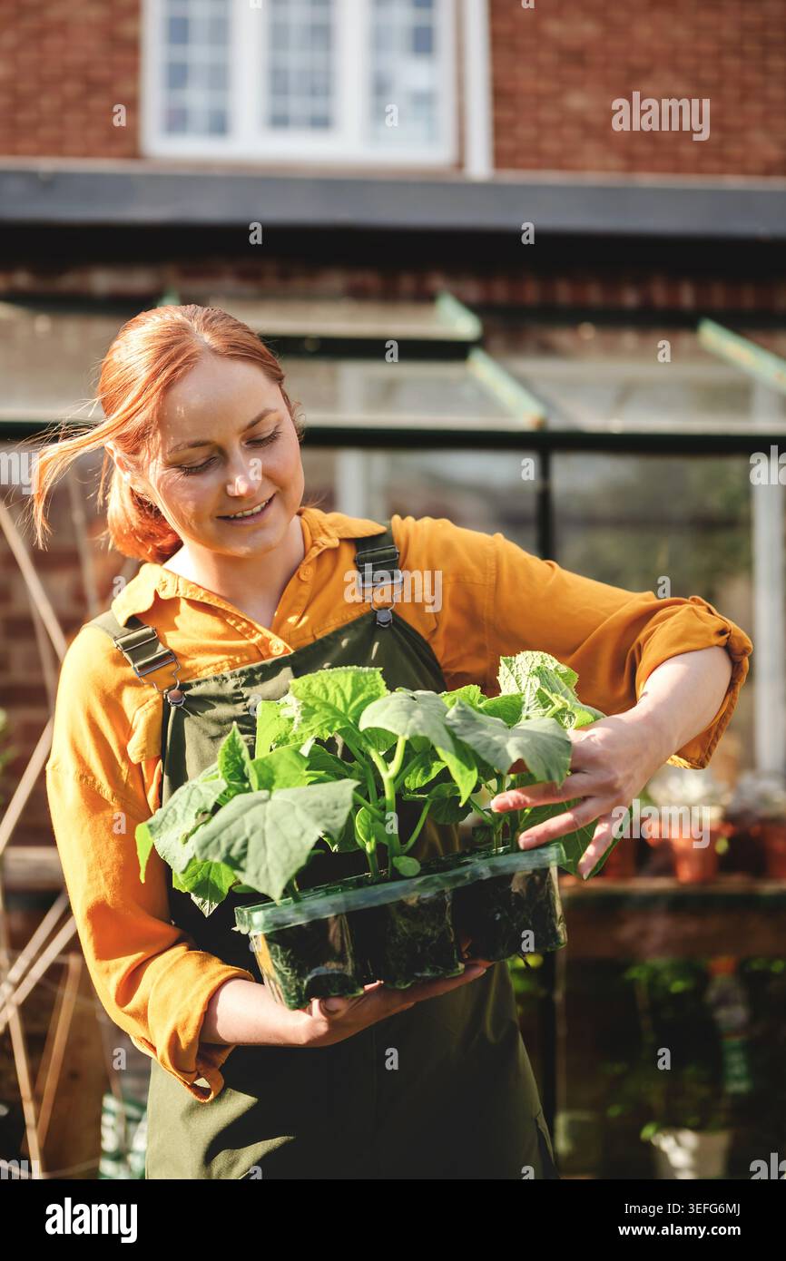 Städtischer Gärtner, der Sämling-Tablett im Sonnenlicht hält Stockfoto