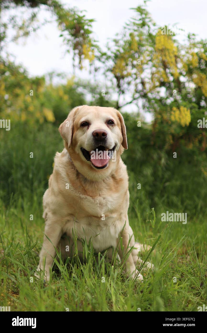 Ein alter, fetter Labrador-Retriever sitzt im Park. Im Hintergrund blühende Blumen. Stockfoto