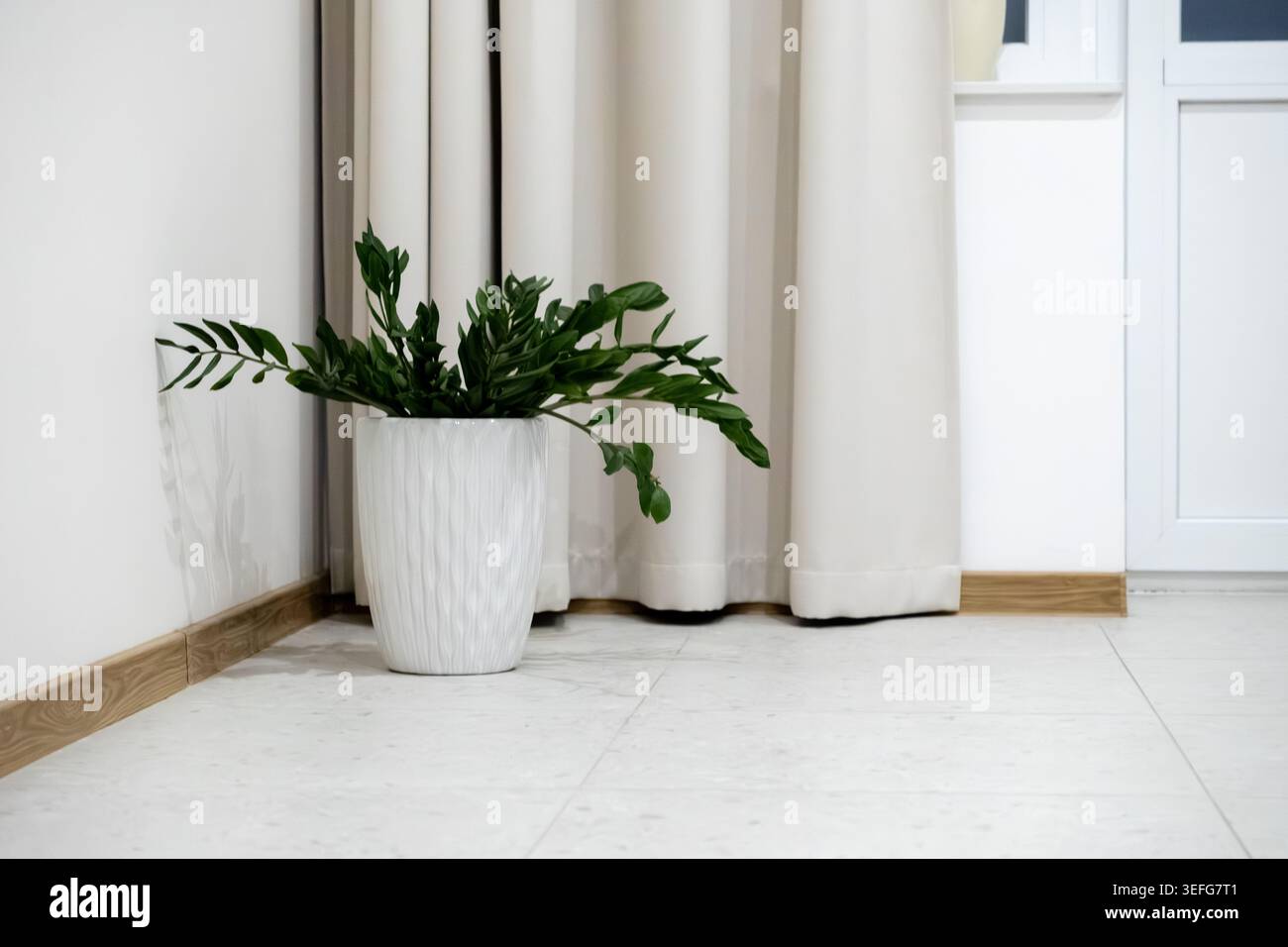 Grüne Zimmerpflanze in einem dekorativen Behälter, der vor hellen Vorhängen steht, hebt das klare Innendesign für Wohnräume, Wellness und Mindf hervor Stockfoto