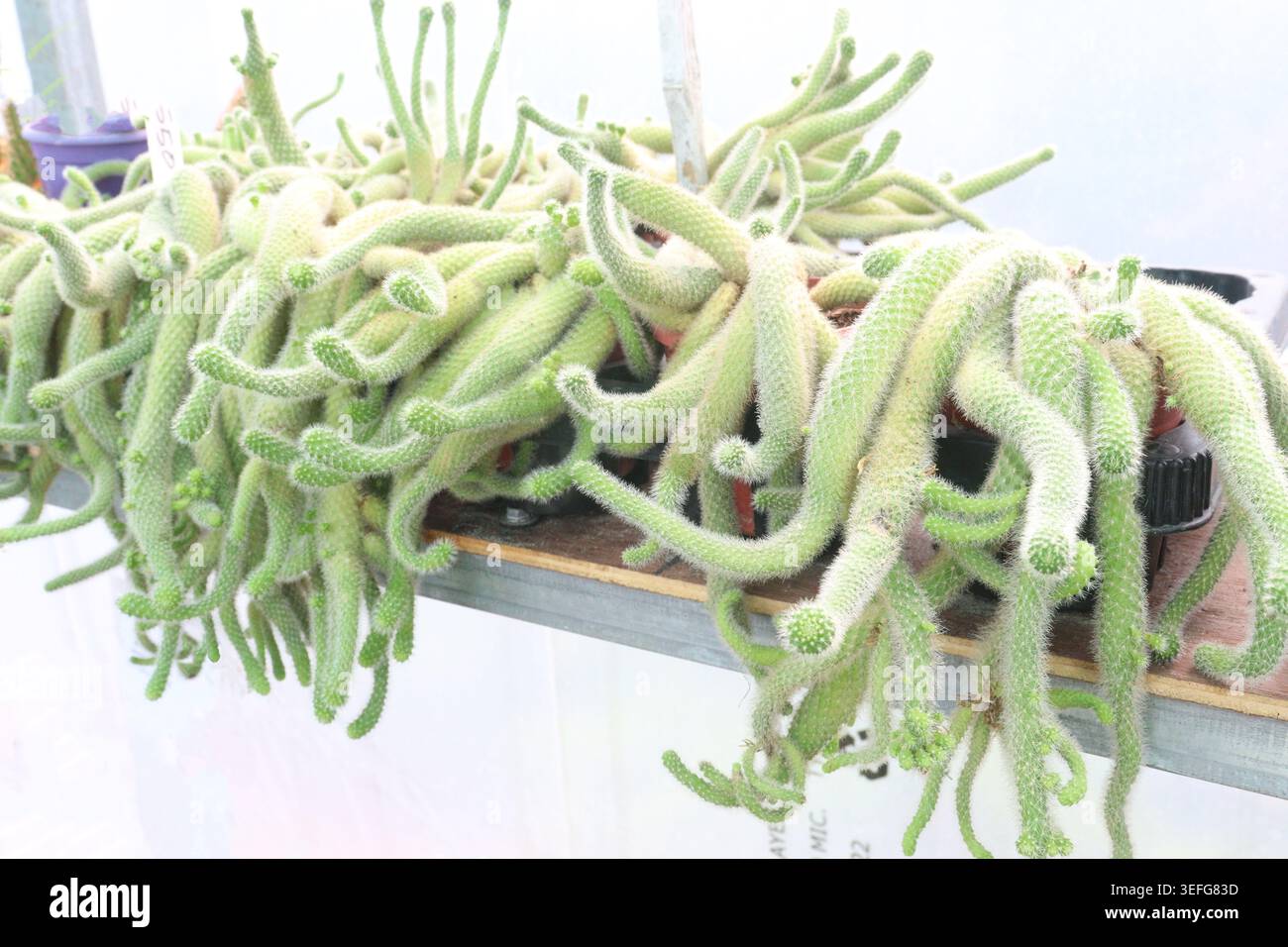kapselhalter kaktus Kaktus Zahnstocher Spender mit Federmechanismus - cactus toothpick main image 0