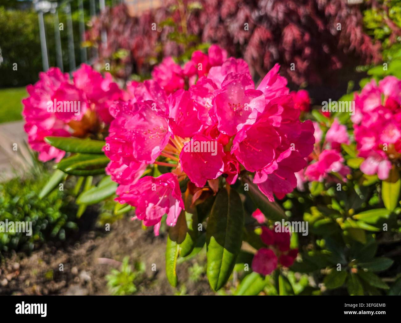 Rosa hortensie Blumen im Garten Stockfoto