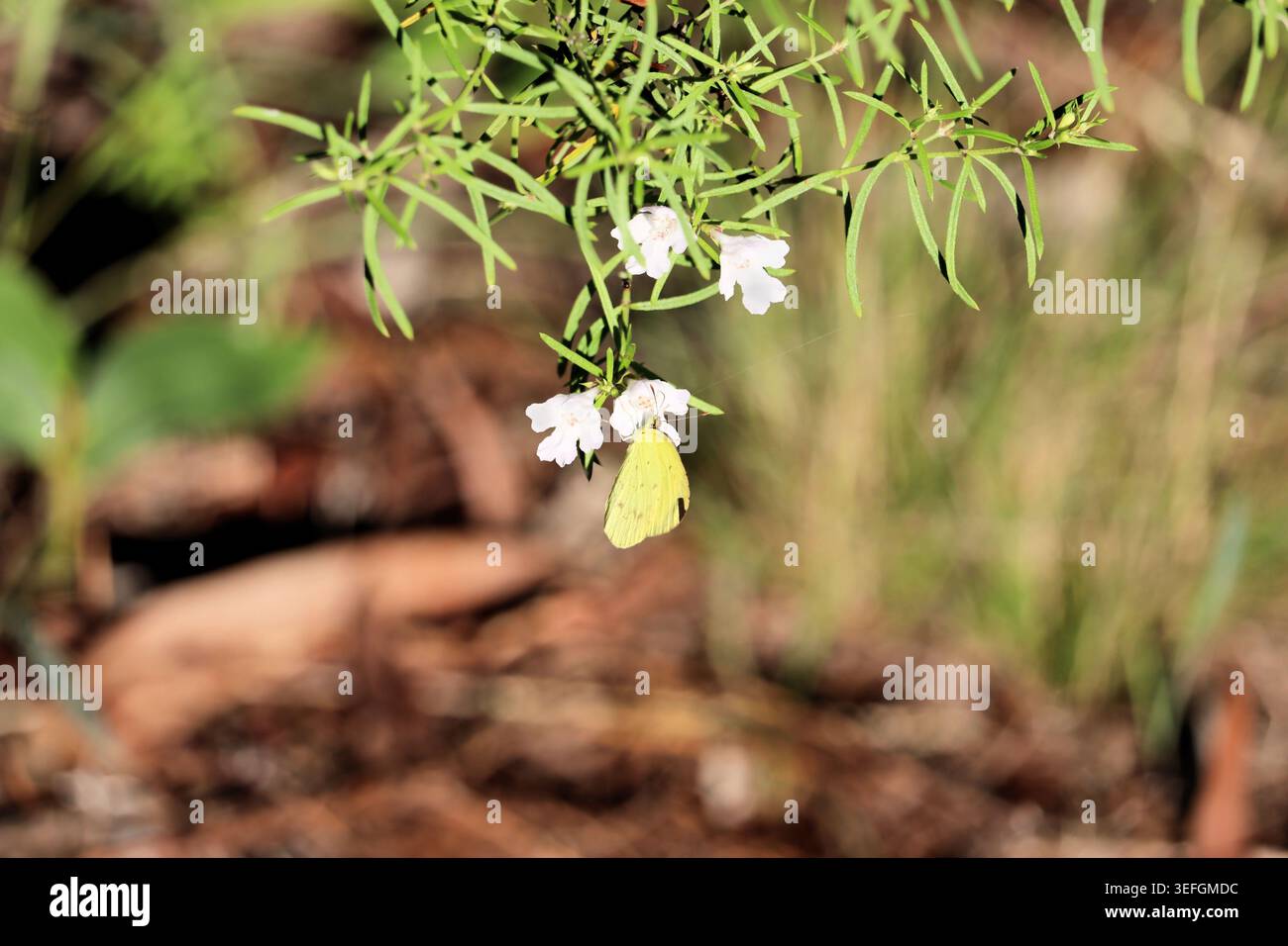 Kleiner Gras-gelber Schmetterling (Eurema smilax), der sich von Westringia-Blütennektar ernährt, Südaustralien Stockfoto
