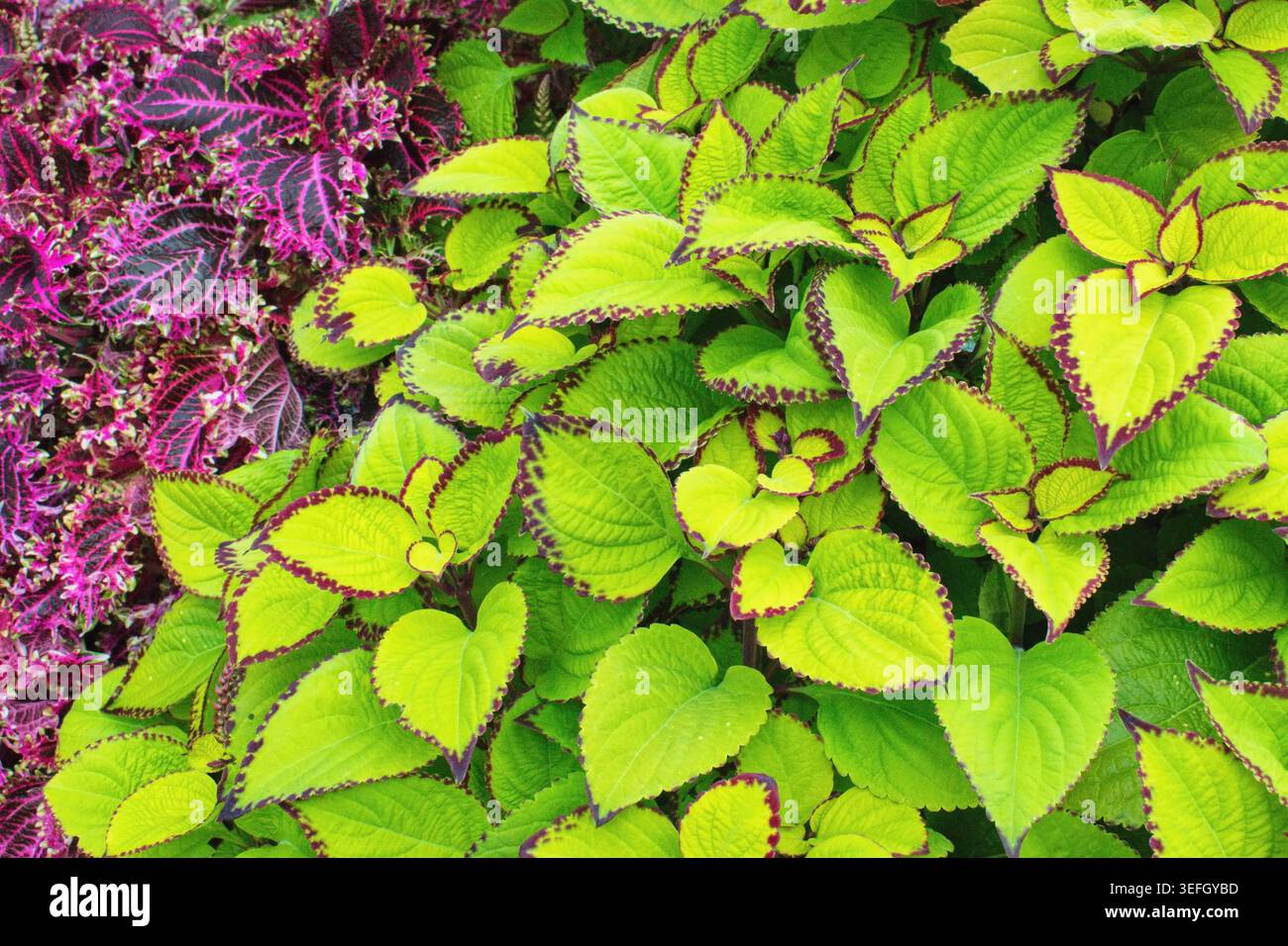 Coleus ist eine blühende Pflanze mit dekorativen Blättern. Coleus scutellarioides, auch bekannt als gemalte Brennnessel. Stockfoto