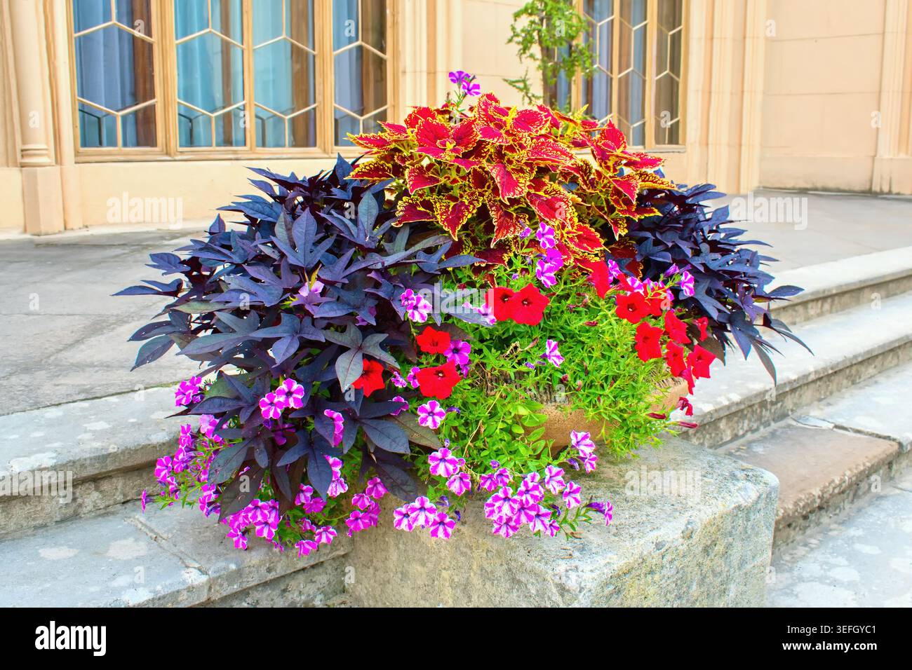Sorten von Petunie-Blüten und coleus, auch bekannt als bemalte Brennnessel im Topf. Sommergarten-Inspiration für Containerpflanzen. Stockfoto