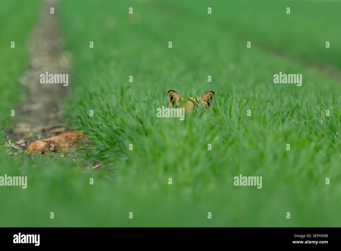 Ein Rotfuchs, der sich in hohem Gras versteckt, auf einem Feld mit nur einem Ohr. Die minimalistische Tierwelt vermittelt Tarnung, Wachsamkeit und natürliches Verhalten Stockfoto