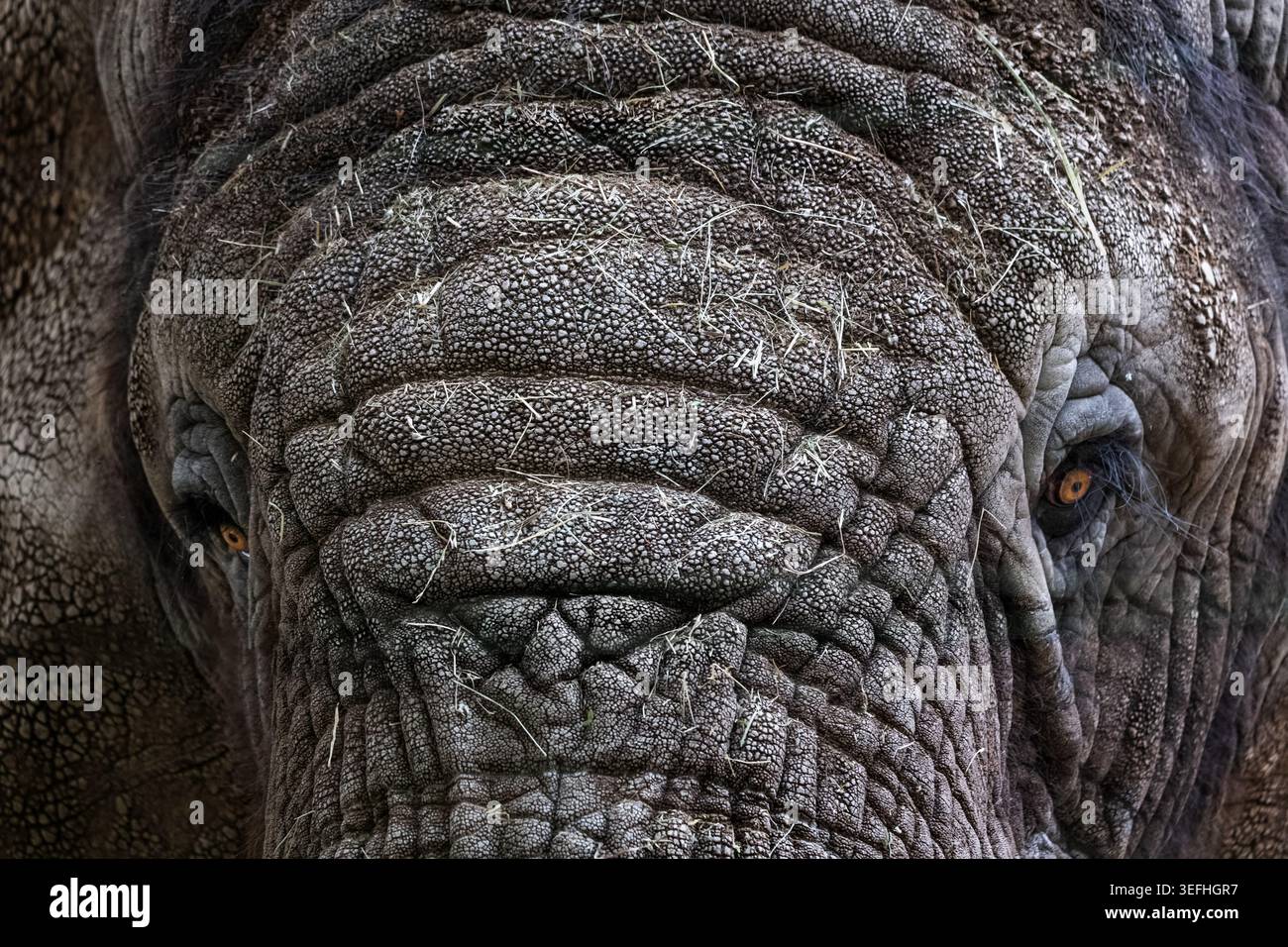 Porträt des afrikanischen Buschelefanten (Loxodonta africana), auch bekannt als afrikanischer Savannenelefant, Tier in der Familie der Elephantidae, aus Sub-Sa Stockfoto