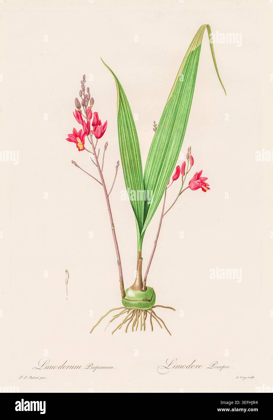 Limodorum Purpureum Orchideenpflanze mit Wurzeln, grünen Blättern und rot-rosa Blüten, dargestellt in einem detaillierten, wissenschaftlichen und künstlerischen Vintage-Stil. Von Pierre Joseph Redouté (10. Juli 1759 – 19. Juni 1840) belgischer Maler und Botaniker, der für seine Aquarelle von Blumen bekannt ist Stockfoto