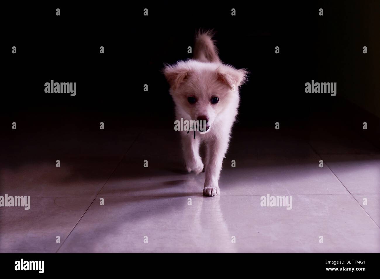 Porträt eines Hundebabys, der zu Hause auf dem Boden steht Stockfoto